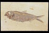 Detailed Fossil Fish (Knightia) - Wyoming #116774-1